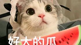 网红吃瓜胖子图片搞笑大全,笑料横飞，欢乐无限